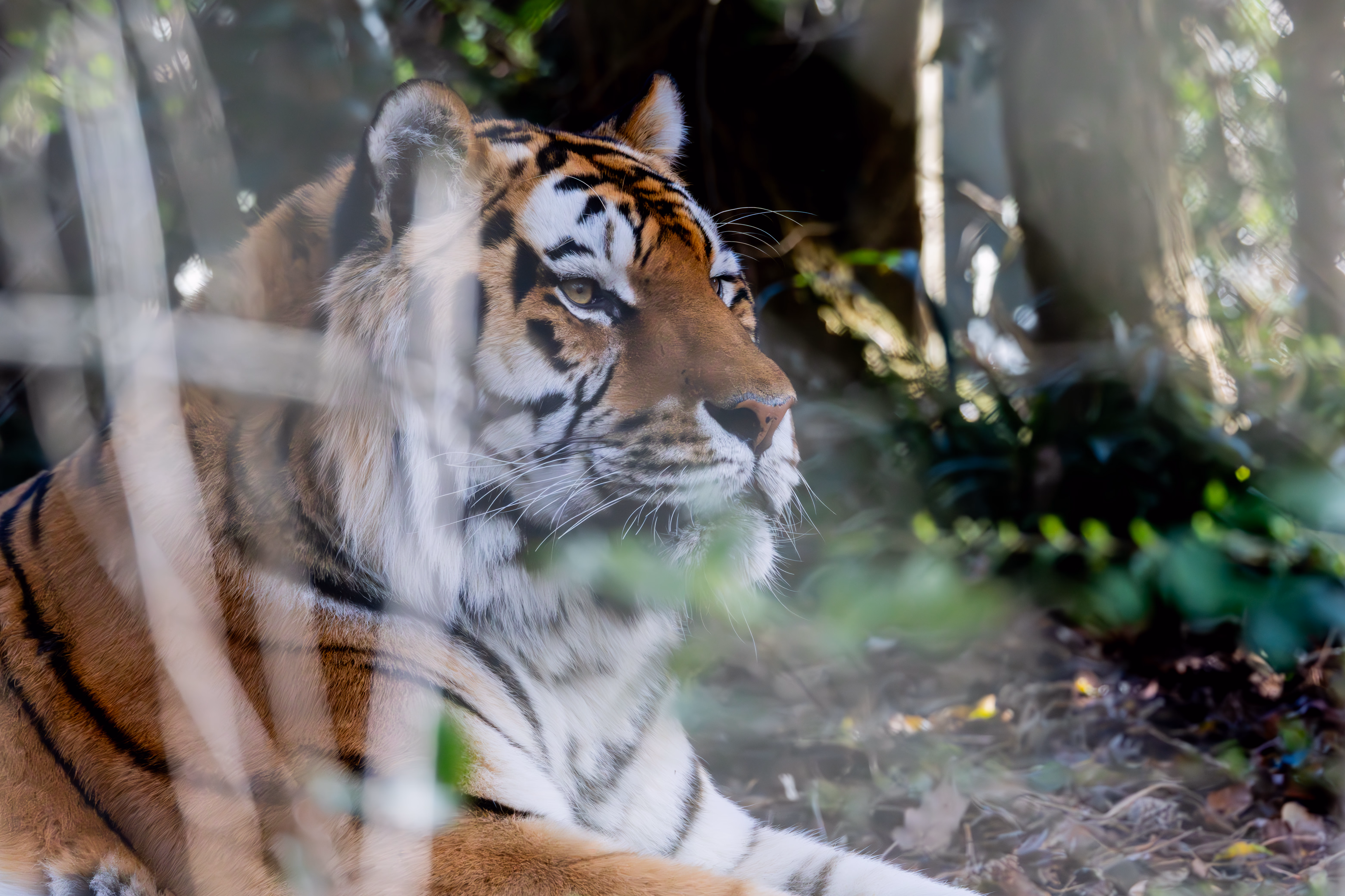 photographie prise au zoo de Mulhouse